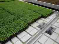 Système de serre 4x8 à prix abordable, avec plateau de culture hydroponique et table de culture à flux et reflux pour une agriculture efficace