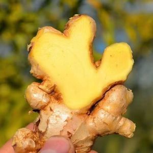Gingembre bio indien frais et sec de meilleure qualité - Product Image 5