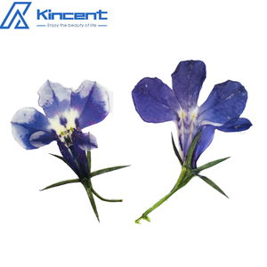 Nature Bleu Violet <span class=keywords><strong>Lobelia</strong></span> DIY Fleurs Pressées pour la Fabrication de Bougies Bijoux en Résine - Product Image 3