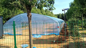 Basso prezzo di plastica agricola serra costo efficace Tunnel serra lunga durata di vendita calda di alta qualità serra - Product Image 4