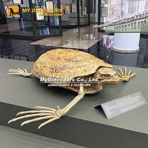 MY <span class=keywords><strong>DINO</strong></span> AS-063 Artificial alta simulación <span class=keywords><strong>3D</strong></span> Animal esqueleto Archelon tortuga fósil - Product Image 6
