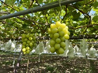 Kualitas Luar Biasa Anggur Jepang Beragam Varietas Hijau Hitam Merah Buah Segar 5kg Dingin