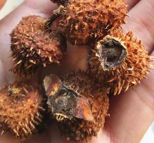 Ci Li Nuove Castagne Rosa di Grande Dimensione, Frutti Naturali di Rosa di Roxburgh Essiccati, Biologici - Product Image 5