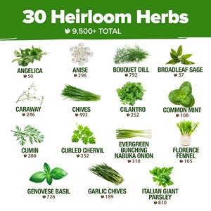 Kit da giardino di 30 cimelio culinario e Non ogm, ottimo per cucinare o tisane medicinali - Product Image 2