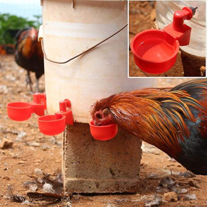 Abreuvoirs automatiques en plastique PP pour volailles, kit de coupelles d'eau pour poulets, cailles, pigeons, canards - Product Image 6