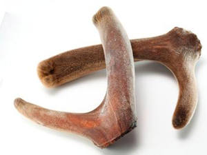 Toevoer In Water Oplosbaar Hert Fluwelen Gewei <span class=keywords><strong>Extract</strong></span> Poeder 10:<span class=keywords><strong>1</strong></span> <span class=keywords><strong>20</strong></span>:<span class=keywords><strong>1</strong></span> Hertengewei <span class=keywords><strong>Extract</strong></span> Poeder - Product Image 3