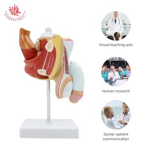 Modelo de Anatomía de la próstata, 4 piezas, tamaño real, órganos reproductivos masculinos, modelo anatómico, enseñanza de ciencias médicas - Product Image 3