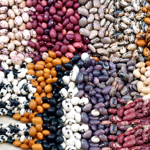 Haricots Mungo 100% naturels séchés du Brésil – Approvisionnement en vrac - Product Image 1