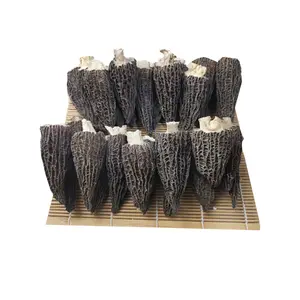 Factory price wholesale Morels Mushroom Cultivation Mycelium Price of black morel mushroom