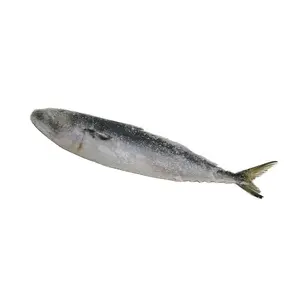 Maquereau du Pacifique hgt maquereau du Pacifique congelé gros poisson pas cher prix de gros exportateur