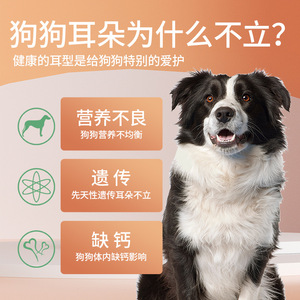 Autocollants pour la pose des oreilles de chien en gros, adaptés aux Dobermans, Shiba Inus et Berger Allemands. - Product Image 4