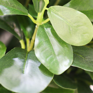 Simulation Pot de Plante Verte <span class=keywords><strong>Intérieur</strong></span> <span class=keywords><strong>D</strong></span>écoration de la Maison Pièces Montées au Sol <span class=keywords><strong>Faux</strong></span> Bassin <span class=keywords><strong>d</strong></span>'<span class=keywords><strong>Arbre</strong></span>-149 - Product Image 2