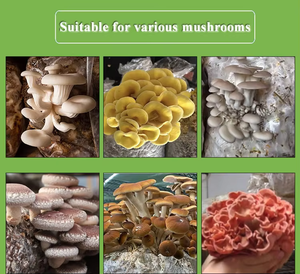 Bolsas de cultivo de setas de plástico de alta calidad sin filtro Bolsas de cultivo de setas resistentes a altas temperaturas de tamaño mediano - Product Image 5