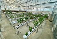 Nouveauté 2023 : Système hydroponique de culture en gouttière pour fraises, tomates, concombres et melons en serre commerciale