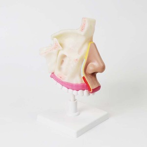 Modèle d'anatomie de la cavité nasale Qinghua : un modèle de démonstration visuelle de la structure de la cavité nasale humaine et un outil pédagogique biologique - Product Image 3