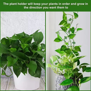 Clips de <span class=keywords><strong>fixation</strong></span> murale pour plantes grimpantes Crochet auto-adhésif Vignes Traction Support invisible Fil de support <span class=keywords><strong>Fixation</strong></span> Clips de feuilles vertes - Product Image 5