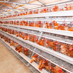 <span class=keywords><strong>Cage</strong></span> de batterie pour poules pondeuses à 4 niveaux 96/128 Poulets pondant des œufs Ferme avicole <span class=keywords><strong>Cage</strong></span> de poules pondeuses en Afrique du Sud - Product Image 5