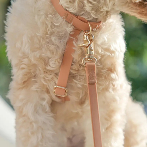 Set Guinzaglio e Pettorina per Cani in PVC, Impermeabile, Senza Trazione, Convertibile, Mani Libere, Cloud Lite 4-in-1 - Product Image 3
