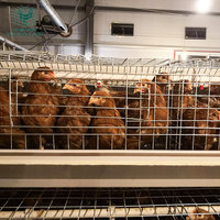 Système de cages automatiques de type A pour poussins d'un jour, galvanisées à chaud, pour l'élevage de poulettes et de poussins
