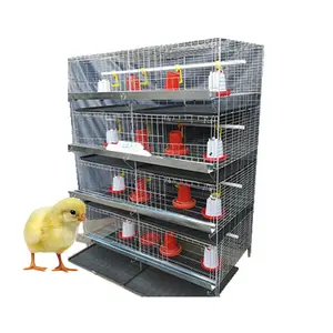 day old chicken baby chick pullet rearing cage