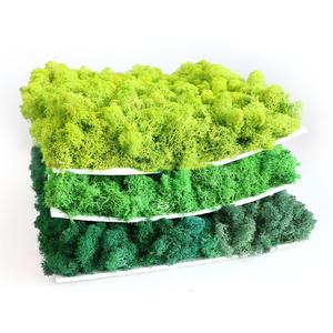 Vente en gros de fleurs de mousse de renne <span class=keywords><strong>vert</strong></span> éternel Leucobryum Glaucum de 500g pour le bricolage pour l'obtention du diplôme de Noël et la fête des mères - Product Image 2