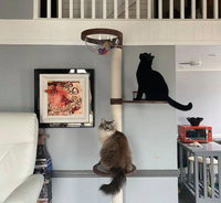 Tour d'escalade pour chat murale en bois à 4 niveaux, étagère pour chat en bois, arbre à chat à hauteur réglable avec lit en acrylique