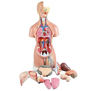 Qualité médicale 55cm 23 parties double sexe humain amphotère torse sciences médicales modèle de tronc hermaphrodite aides pédagogiques - Product Image 2