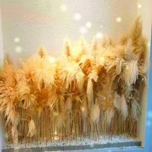 Usine Boho Décor De Mariage Grand Plume Sec <span class=keywords><strong>Pampas</strong></span> Herbe Fleur Naturel Réel Préservé Séché <span class=keywords><strong>Pampas</strong></span> Herbe Décor pour Noël - Product Image 1