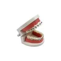 YOUYA DENTAL MX-076 Modèle dentaire anatomique en résine transparente pour orthodontie, aligneurs thermoformés, typodont pour l'enseignement et l'apprentissage