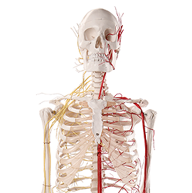 ADA ADA-A101BVN Mannequin médical, modèle de squelette humain avec système neurovasculaire, taille réelle 170 cm - Product Image 3