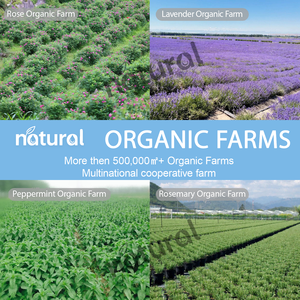 Óleo de Argan Orgânico 100% Puro Natural do Marrocos Óleo Carreador a Granel Prensado a Frio Atacado Óleo de Semente de Argan para Cabelo - Product Image 6