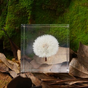 บล็อกดอกแดนดิไลออนอะคริลิก 6 ซม. 8 ซม. ของตกแต่งบ้าน ของขวัญดอกไม้สุดสร้างสรรค์ - Product Image 1