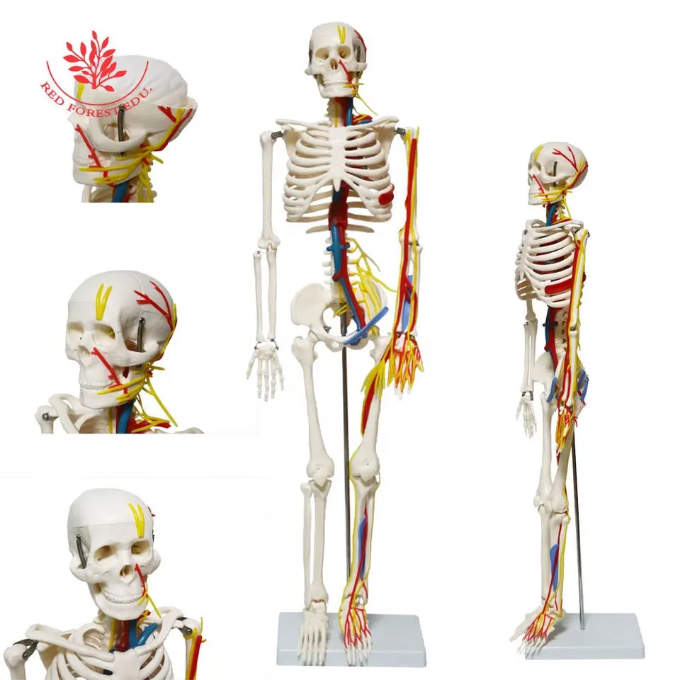 FRT013 85CM神経血管バージョンリブ間の赤は、inter間筋の人間の骨格モデル (全身) です
