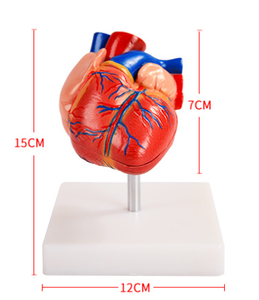 Modèle d'enseignement de la chirurgie cardiaque en science médicale modèle d'anatomie cardiaque taille de la vie humaine - Product Image 6