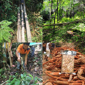 공장 도매 가격 통카트 알리 뿌리 추출물 식품 보충 분말 - Product Image 3