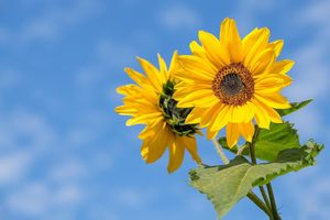 25 Pacchetti Assortiti di Semi di Fiori Prodotti negli USA, Include 10 Varietà Come Non-Ti-Scordar-Di-Me, Rosa, Fiori di Giorno, e Altri per Vasi e Fioriere - Product Image 3