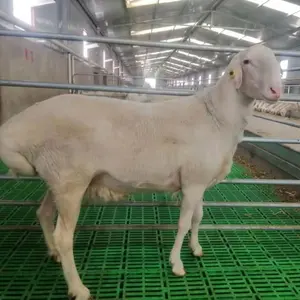 Buy Wholesale boer goat farming For Livestock Production 