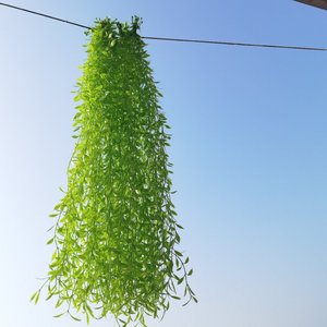 Wen Hope Artificial Willow <b>Leaves</b> Vines Plastic Green Plant <b>Decoration</b> Indoor <b>Wall</b> Ceiling Hanging 30cm-100cm Bouquet Wedding - Product Image 1