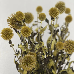 Fábrica de Yunnan, venta al por mayor, flores decorativas naturales, para el hogar <span class=keywords><strong>echinops</strong></span> preservados, boda, ramo floral de vacaciones - Product Image 4