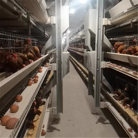Nouveau poulailler automatique multicouche de haute qualité de type H galvanisé à chaud avec 1 an de garantie pour élevage de poulets