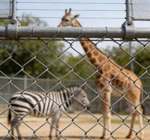 Panneau de clôture en treillis métallique galvanisé et acier inoxydable, enduit de plastique, personnalisé, durable, pour la sécurité des jardins - Product Image 4