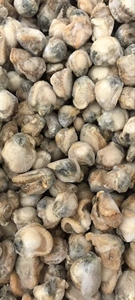 Competitivo esportatore di carne di capesante congelato e importatore di frutti di mare cozza senza guscio di molluschi prodotto - Product Image 2