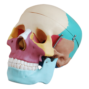 Science médicale enseignement anatomique <span class=keywords><strong>humain</strong></span> détachable taille réelle mannequin <span class=keywords><strong>3D</strong></span> couleur squelette cerveau tête os anatomie <span class=keywords><strong>crâne</strong></span> modèle - Product Image 1