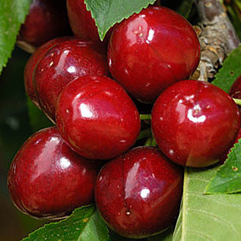 5# เชอร์รี Rabbins