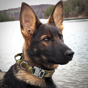 <strong>Tactical</strong> <strong>Dog</strong> <strong>Collar</strong> Perro Taktisches Hundehalsband Ensemble Collier Avec Laisse Chien Nylon Coleiras Para Caes Grandes <strong>Collar</strong> - Product Image 6