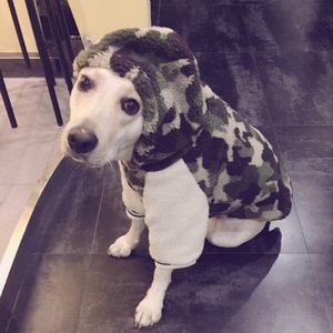 Chaqueta Casual con Capucha para Perro, de Algodón Estampado, para Razas Medianas y Grandes, Abrigo de Invierno para Mascotas - Product Image 1
