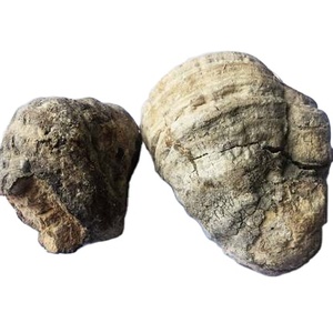 เชื้อราป่าทั้งต้นปรสิต fomitopsis officinalis - Product Image 1