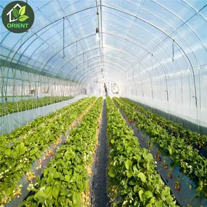 Greenhouse plástico agrícola preço barato com ventilador de escape