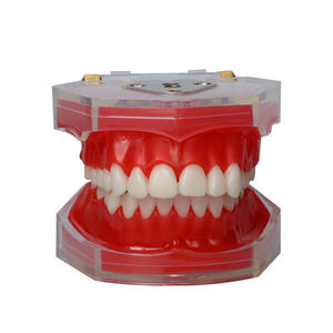 Maniquí de Enseñanza Dental, Modelo de Dientes de Resina Desmontable de Boca Completa para Educación en la Cavidad Bucal y Simulación de Práctica de Extracción - Product Image 3