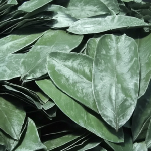 Hoja de Guanábana Seca 100% Natural / Hojas Secas Orgánicas de Vietnam en Bolsa para Adultos - Sra. Laura - Product Image 1